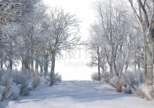 冬天厚厚积雪覆盖的树林森林大树和林间小路道路风景3271726免抠图片素材免费下载