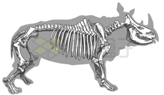 手绘风格犀牛的骨架结构插画8945491矢量图片免抠素材
