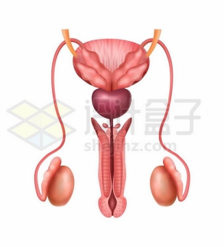 男性生殖器官性器官内部结构解剖图2192915矢量图片免抠素材