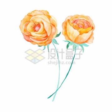 两朵黄玫瑰花朵花卉鲜花水彩插画413681png图片素材