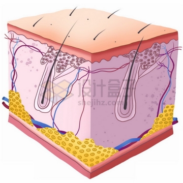 高清人体皮肤内部结构解剖图477623png免抠图片素材
