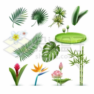 各种热带雨林植物的树叶睡莲王莲叶荷花竹子等9121689矢量图片免抠素材免费下载