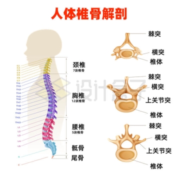 人体椎骨内部结构解剖示意图8392884矢量图片免抠素材