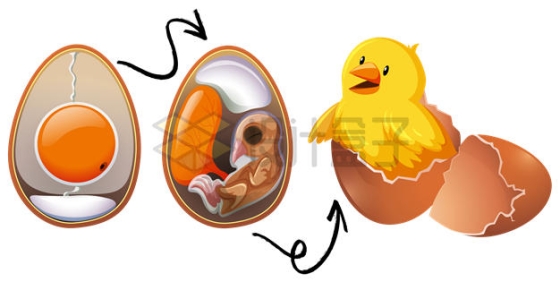 鸡蛋内部胚胎发育小鸡出壳4469383矢量图片免抠素材