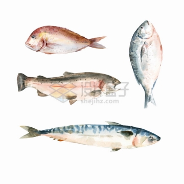 鲳鱼马鲛鱼黄花鱼三文鱼等美味海鲜海鱼水彩插画png图片素材