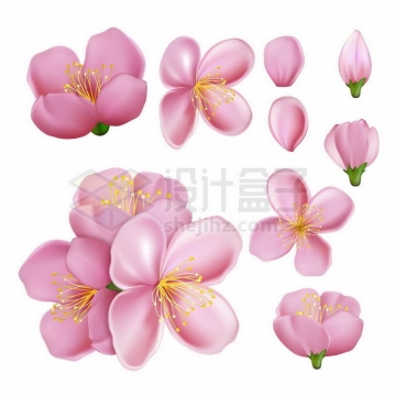 各种盛开的粉红色桃花和花瓣花蕾3006861矢量图片免抠素材