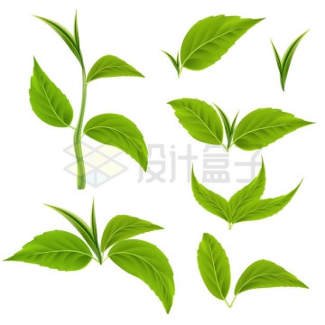 各种绿色的树叶茶叶3454661矢量图片免抠素材