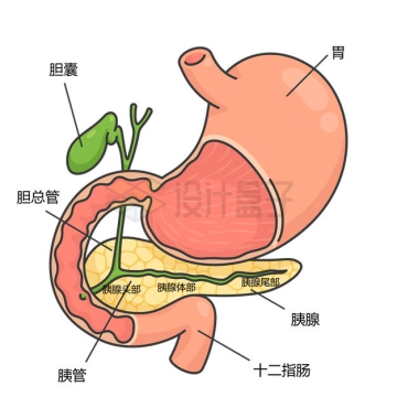 胃部胆囊胆总管十二指肠胰腺等消化系统组成部分4602305矢量图片免抠素材