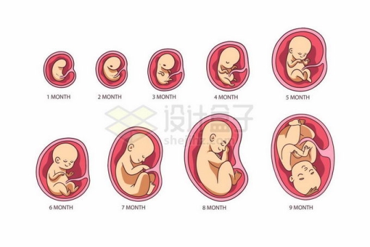 十个月不同阶段的胎儿9035954矢量图片免抠素材