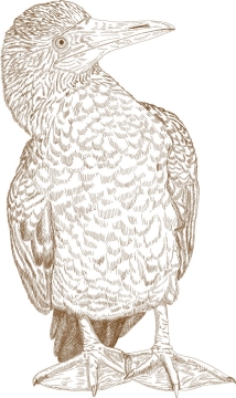 手绘插图风格鸬鹚野生动物图片免抠矢量图素材