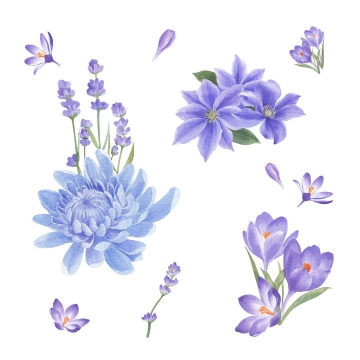 彩绘风格荷兰菊紫罗兰花朵花卉鲜花图片免抠矢量素材