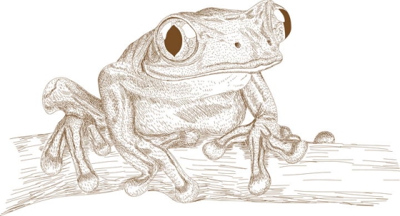 手绘插图风格青蛙树蛙图片免抠矢量图素材