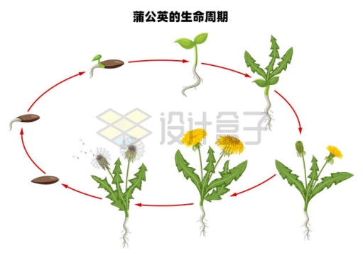  Schematic diagram of dandelion's life cycle 6190633 vector picture free material