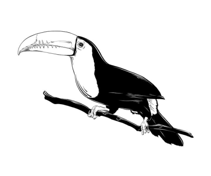 黑白手绘风格巨嘴鸟png鸟类图片免抠素材