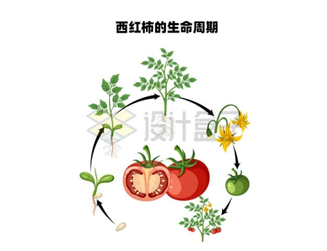  Schematic Diagram of Tomato's Life Cycle 8620263 Vector Image Free Material