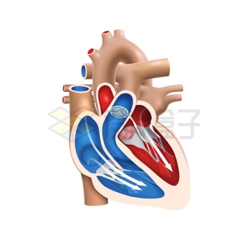 人体心脏解剖图内部结构3329161矢量图片免抠素材