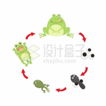 卡通青蛙的生命周期：从受精卵到小蝌蚪到青蛙生物课插画6650296矢量图片免抠素材免费下载