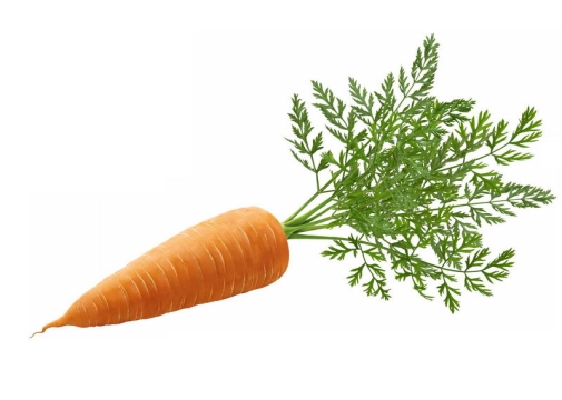 一根带叶子的胡萝卜美味蔬菜2475134免抠图片素材