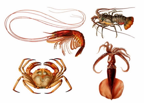 大虾帝王蟹澳洲大龙虾和鱿鱼美味海鲜海产品png图片免抠矢量素材