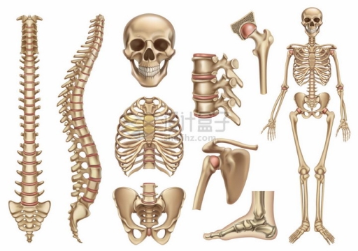 脊椎脊柱胸骨头盖骨等人体骨骼骨架结构png图片素材