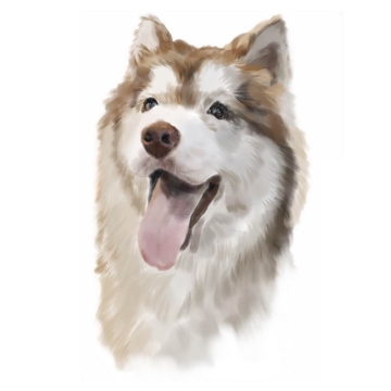 可爱的阿拉斯加犬哈士奇犬宠物狗狗头部水彩画插画5736518矢量图片免抠素材