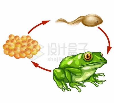 青蛙的生命周期：受精卵蝌蚪和成年阶段生物课插画7391710矢量图片免抠素材免费下载