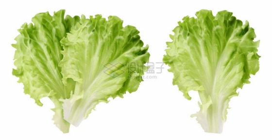 3D风格两片生菜新鲜蔬菜叶子png图片素材