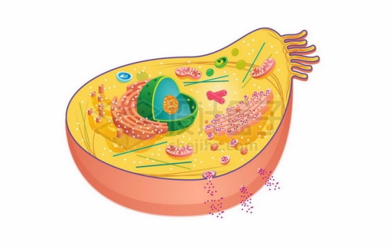 细胞核等动物细胞解剖图内部结构图插画2359283矢量图片免抠素材