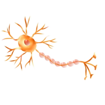 卡通神经细胞神经系统5809927图片免抠素材