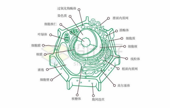 叶绿体细胞核等植物细胞解剖图内部结构图线条插画6881825矢量图片免抠素材