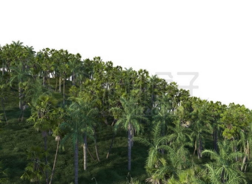 漫山遍野的椰子树热带雨林森林风光9729633PSD免抠图片素材