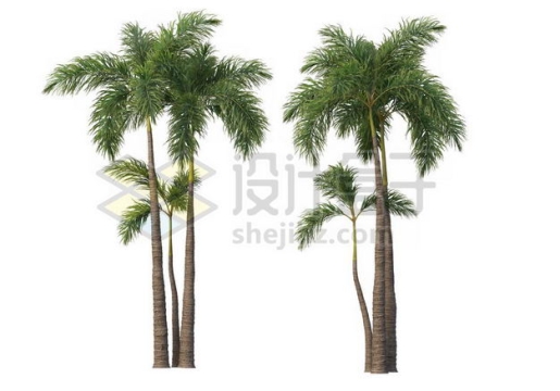 两棵郁郁葱葱的王棕大王椰子树绿植园林植被观赏植物6942192图片免抠素材