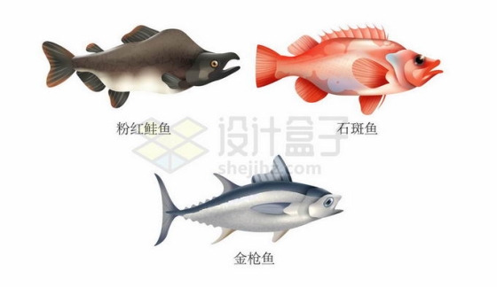 粉红鲑鱼石斑鱼和金枪鱼等海洋鱼类6648207矢量图片免抠素材