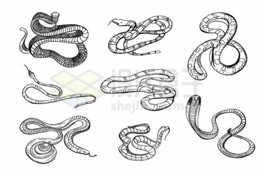 8种毒蛇线条插画5557330矢量图片免抠素材