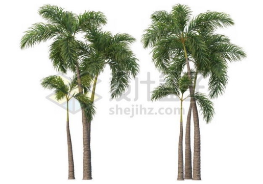 两棵郁郁葱葱的王棕大王椰子树绿植园林植被观赏植物3424527图片免抠素材