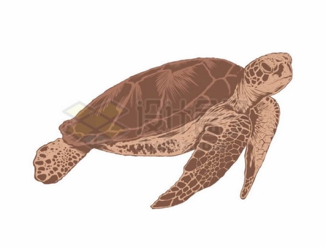 一只海龟手绘插画8438949矢量图片免抠素材免费下载