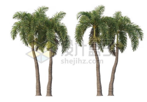 两棵郁郁葱葱的王棕大王椰子树绿植园林植被观赏植物5796504图片免抠素材