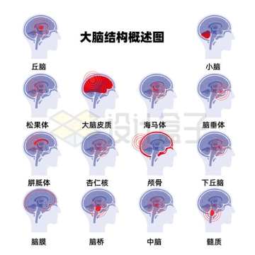人类大脑各个部位的名称和位置定位示意图1198434矢量图片免抠素材下载