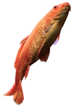 一条金色的红鲤鱼锦鲤9032991png免抠图片素材