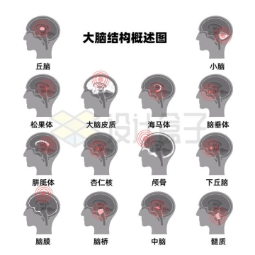 灰色人类大脑各个部位的名称和位置示意图6556012矢量图片免抠素材下载