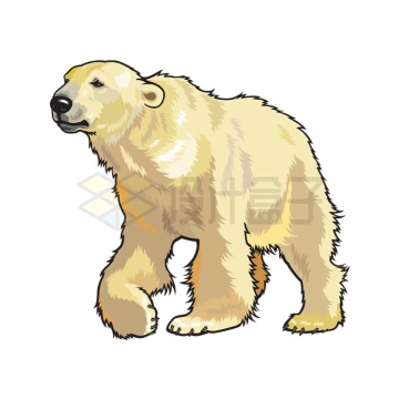 一只北极熊野生动物插画配图4848904矢量图片免抠素材