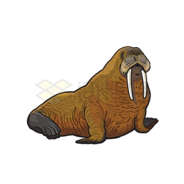 一只海象野生动物插画配图1322635矢量图片免抠素材
