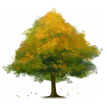 秋天树叶慢慢变黄的大树水彩插画385295png图片免抠素材