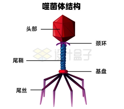 噬菌体的内部结构示意图7535432矢量图片免抠素材