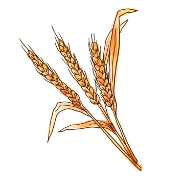 手绘风格枯黄色的小麦麦穗图片免抠素材