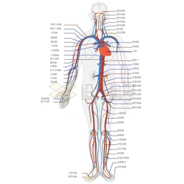 人体血液循环系统各部位名称示意图4435539矢量图片免抠素材