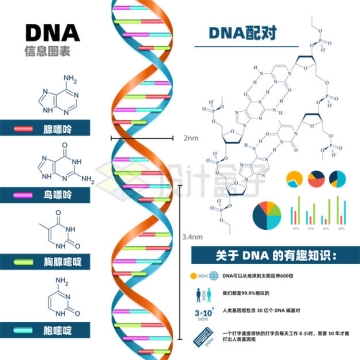 各种DNA信息图表腺嘌呤鸟嘌呤胸腺嘧啶胞嘧啶等DNA知识点9604942矢量图片免抠素材