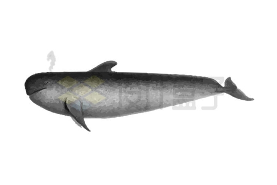 喷水的雌性一角鲸水墨画7627168矢量图片免抠素材