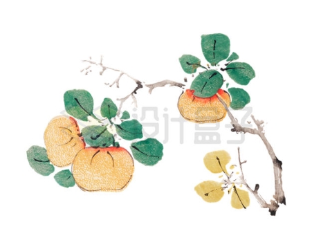 枝头上的柿子彩色水墨画5322423矢量图片免抠素材