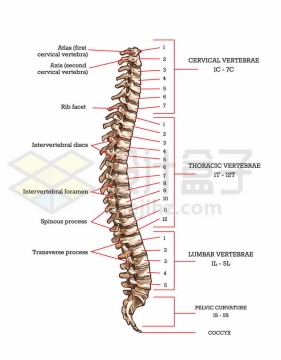 手绘脊椎骨人体骨骼素描插画6287164矢量图片免抠素材